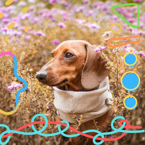 Backdrop for Puppy Training - Mandolin Chill Out - Sleepy Pets