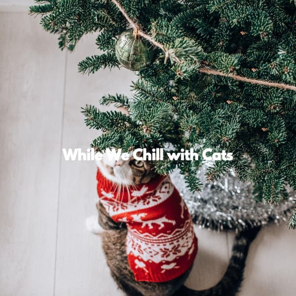 While We Chill with Cats - Musique du Matin